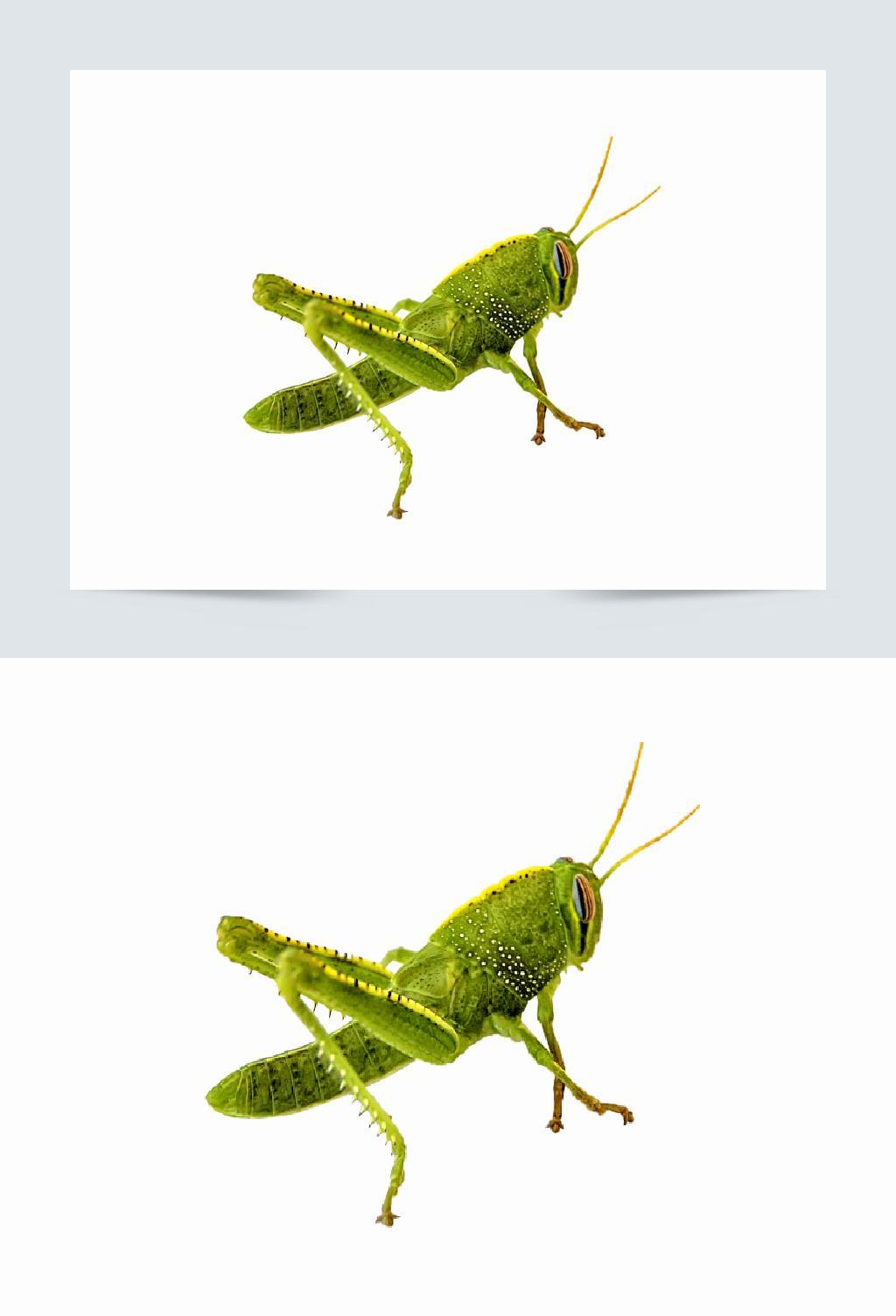 绿色蚂蚱高清免扣素材